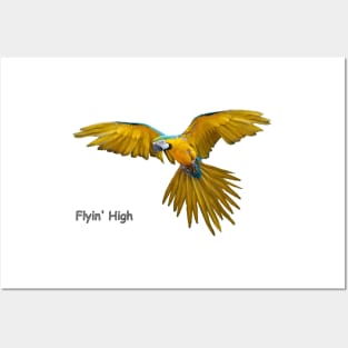 Blue Yellow Flying Parrot Birds Posters and Art